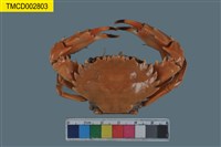 藏品(環紋蟳)的圖片